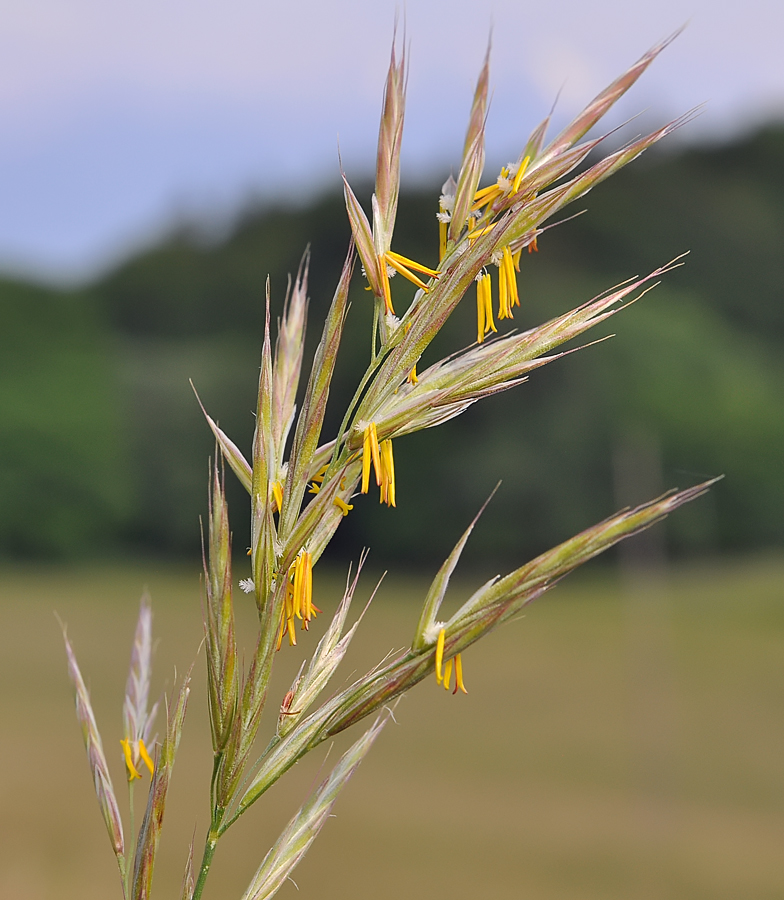 Bromus erectus