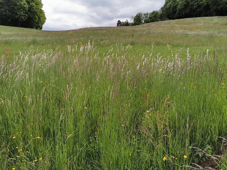 Bromus erectus