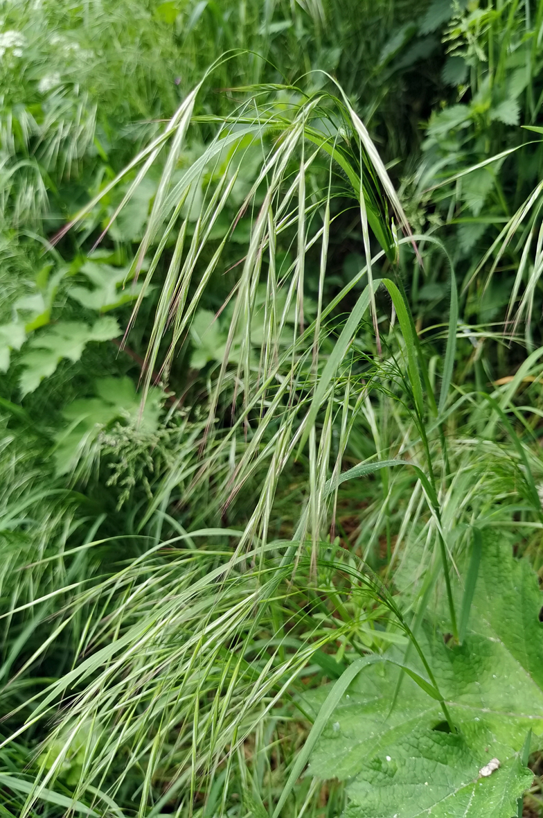 Bromus sterilis