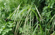 Bromus sterilis