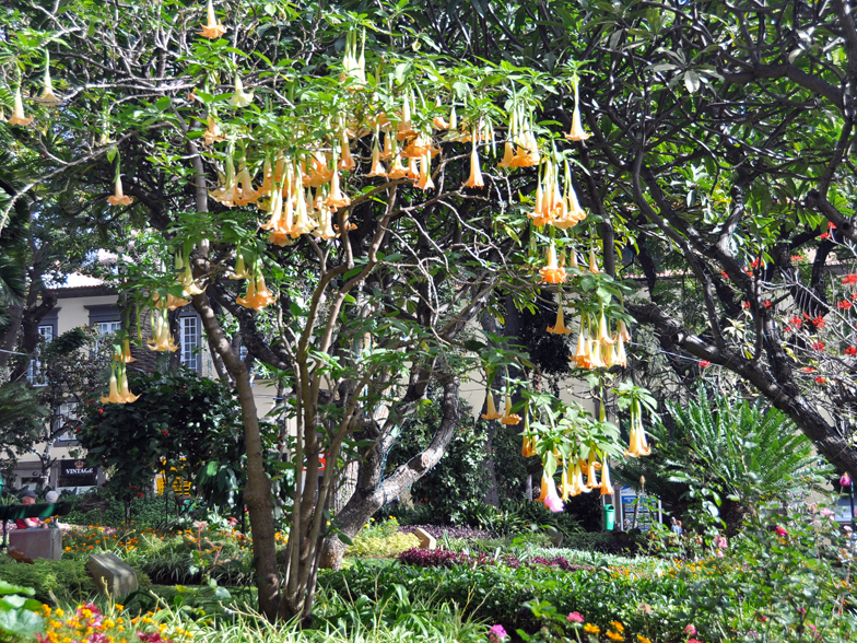 Brugmansia versicolor