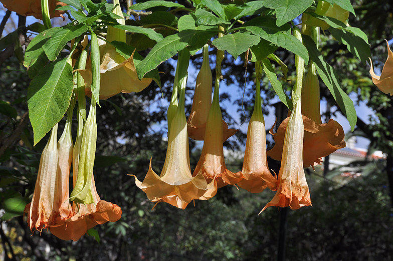 Brugmansia versicolor