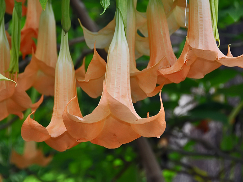 Brugmansia versicolor