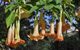 Brugmansia versicolor