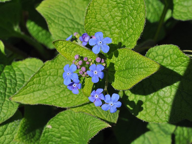 Brunnera macrophylla