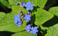 Brunnera macrophylla