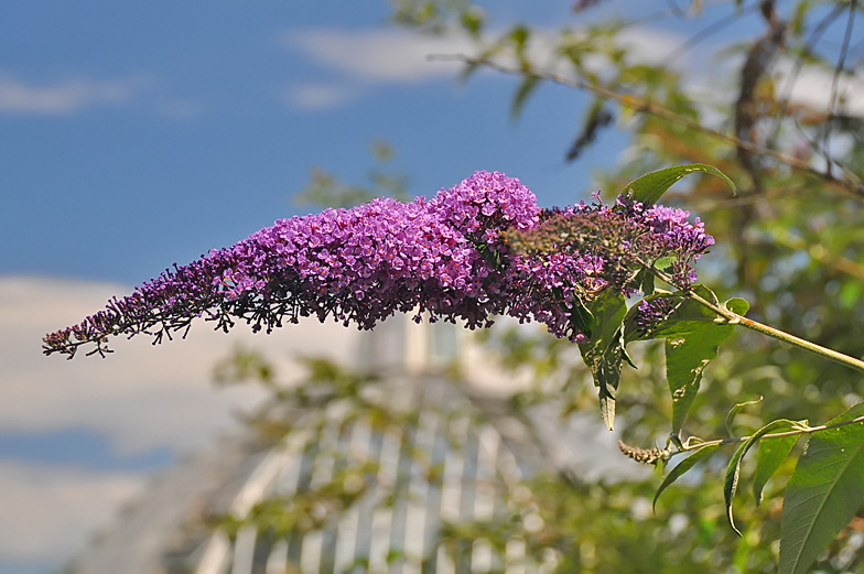 Buddleia davidii