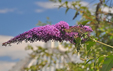 Buddleia davidii