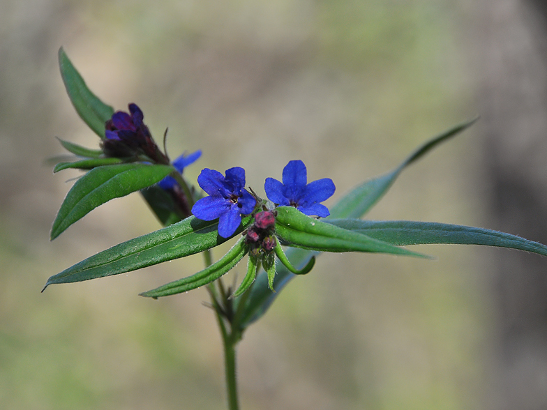 Buglossoides purpureocaeruleum