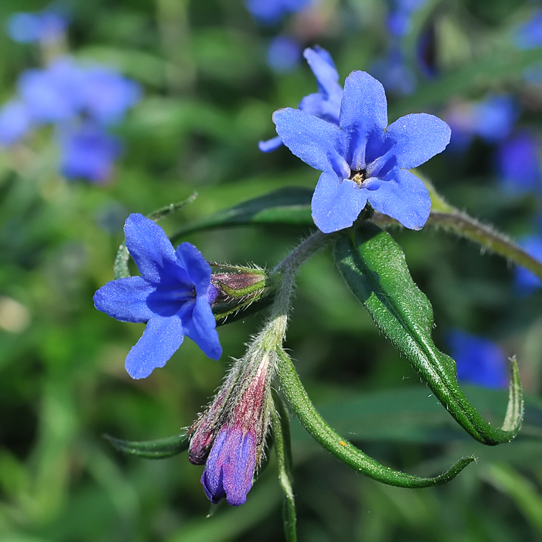 Buglossoides purpureocaeruleum