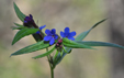 Buglossoides purpureocaeruleum