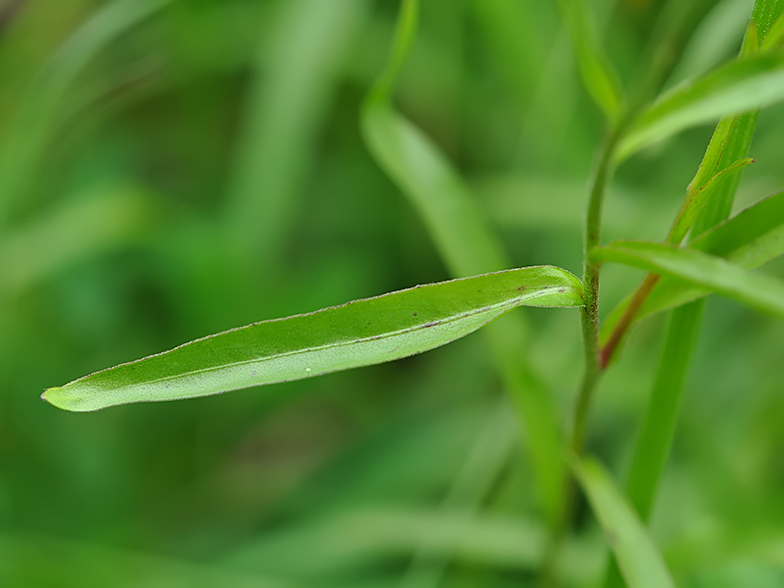 Buphtalmum salicifolium