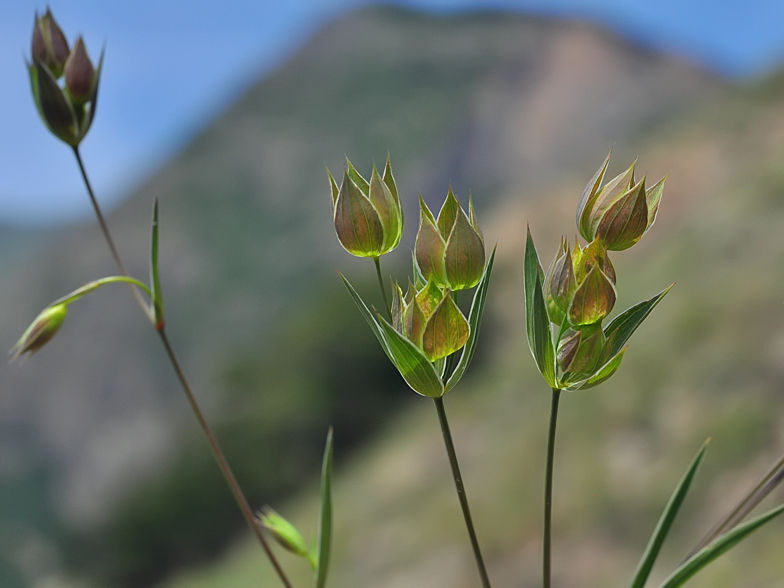 Bupleurum baldense