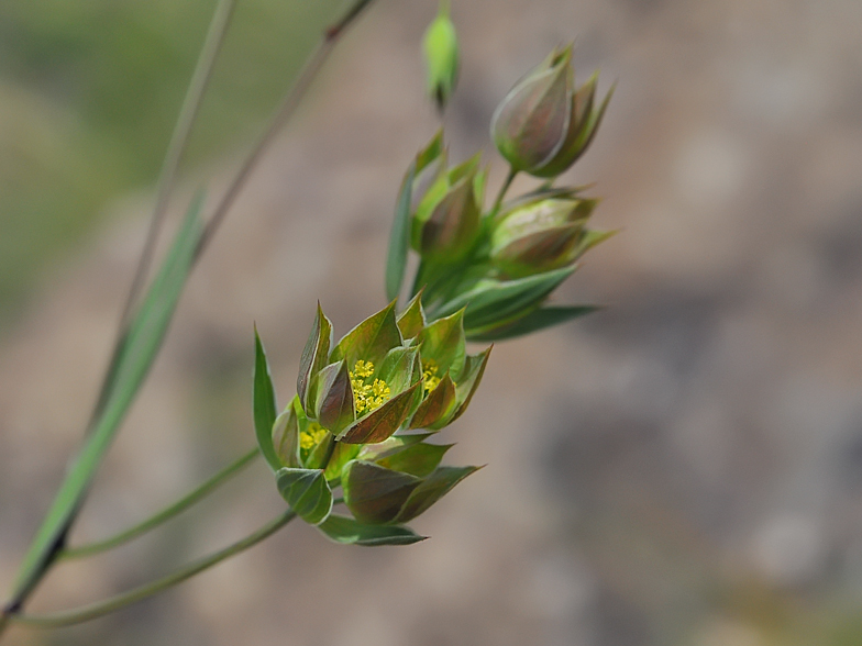 Bupleurum baldense