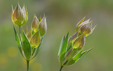 Bupleurum baldense