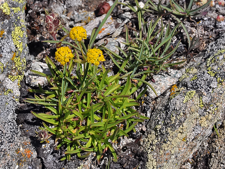 Bupleurum ranunculoides