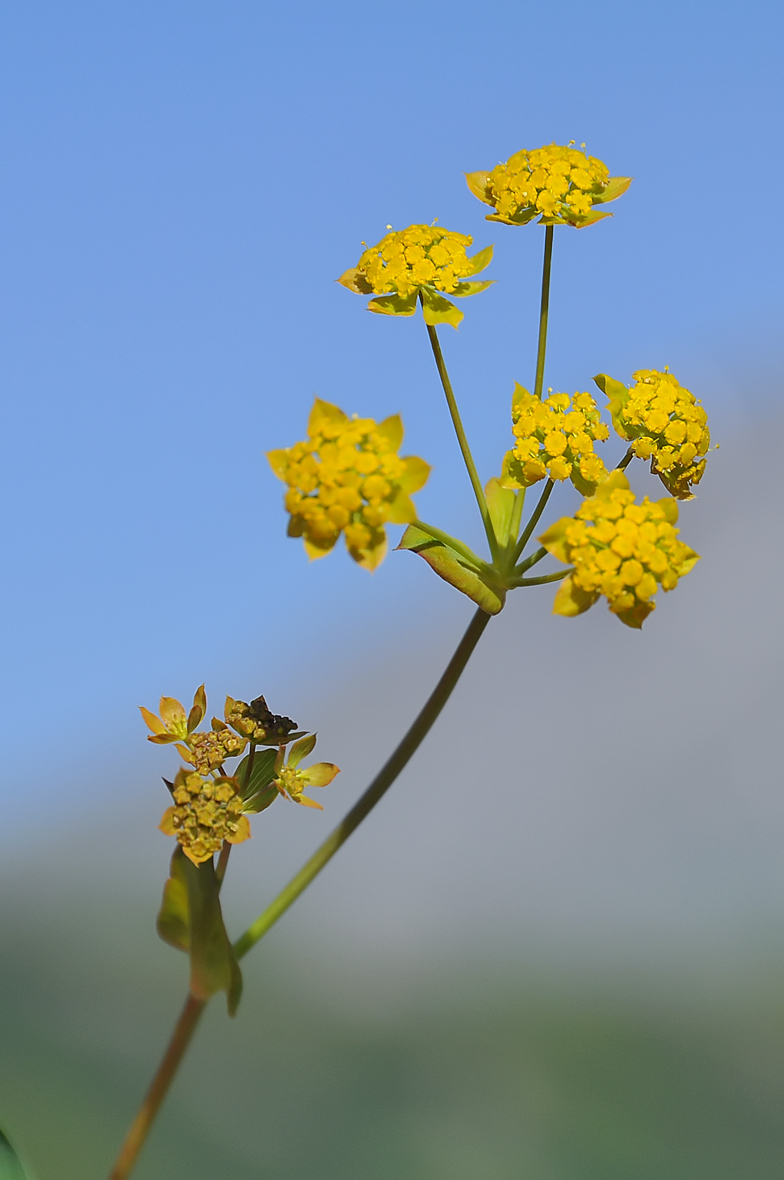 Bupleurum ranunculoides