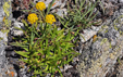 Bupleurum ranunculoides