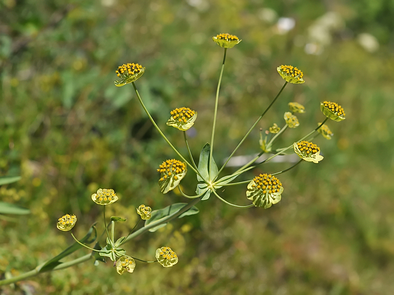 Bupleurum stellatum