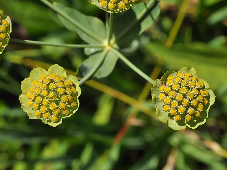 Bupleurum stellatum