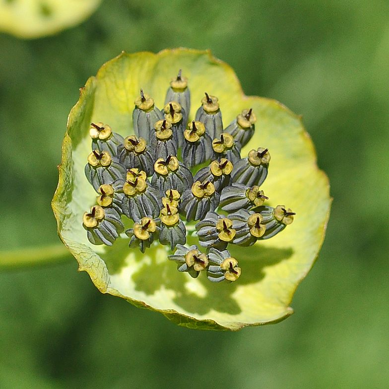 Bupleurum stellatum