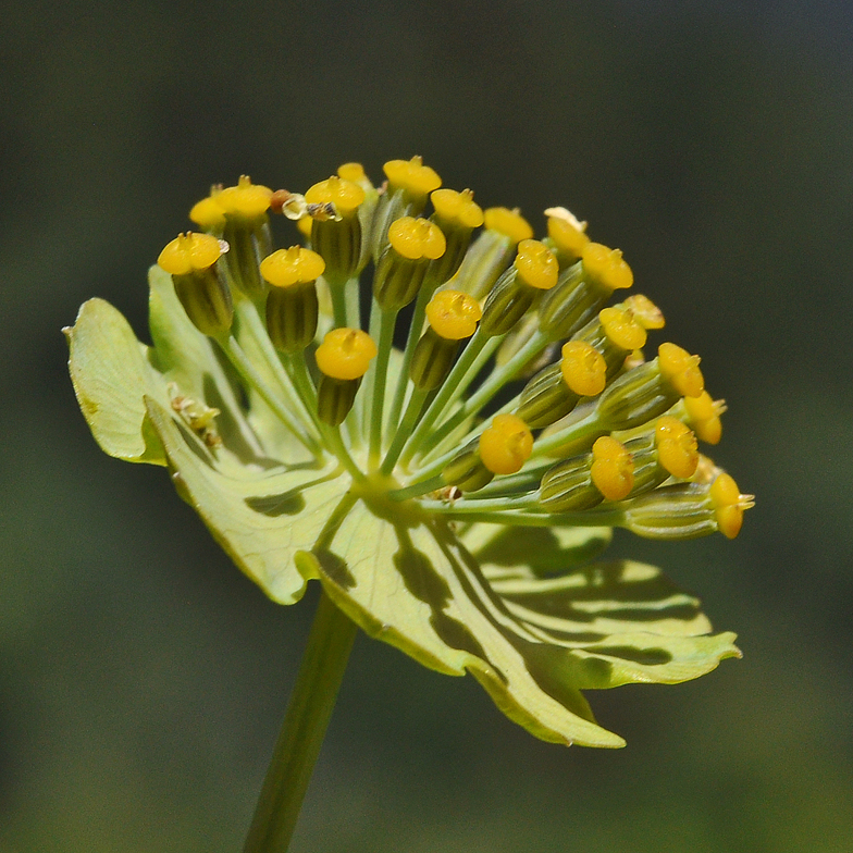 Bupleurum stellatum