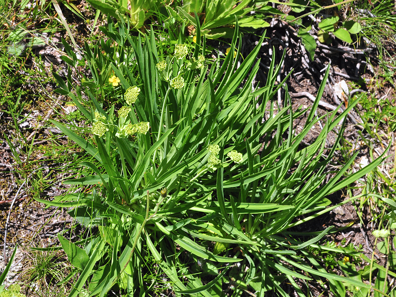 Bupleurum stellatum