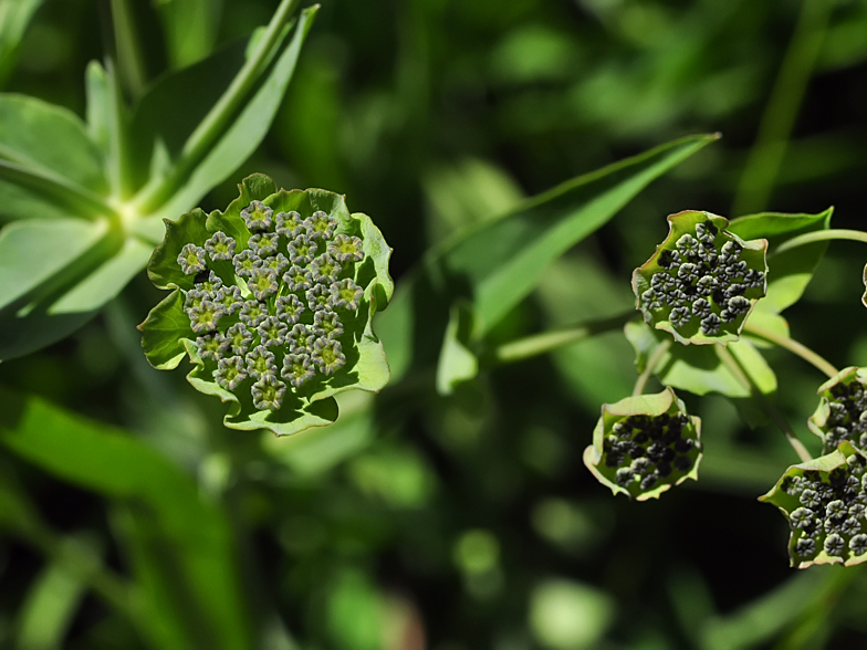 Bupleurum stellatum