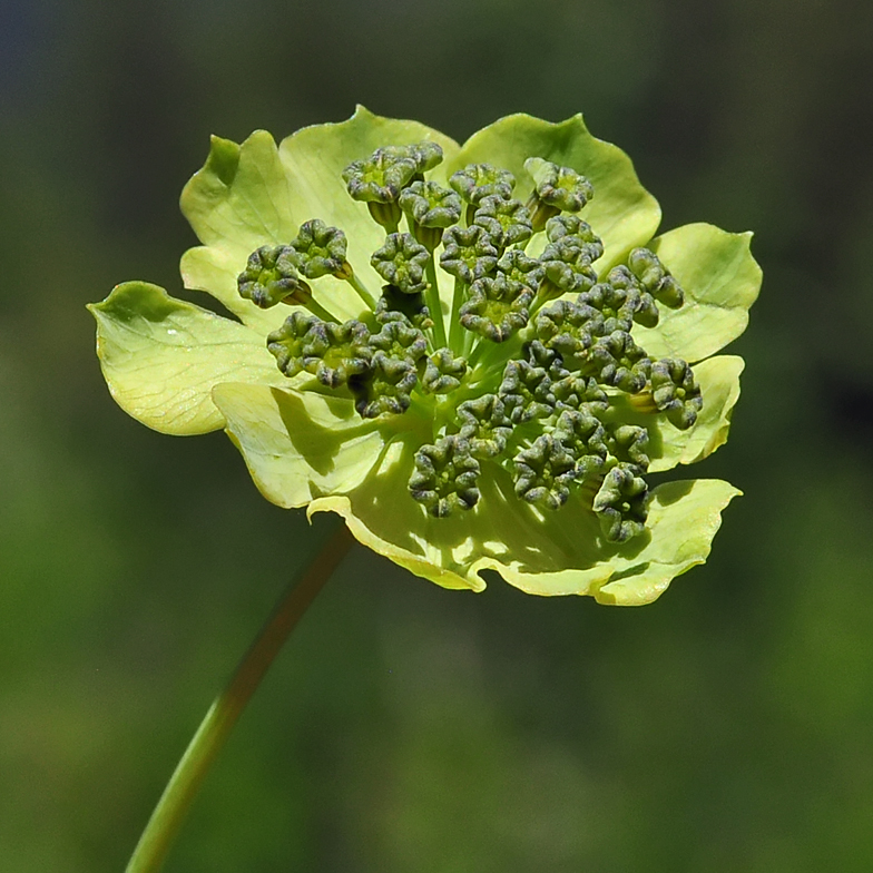 Bupleurum stellatum