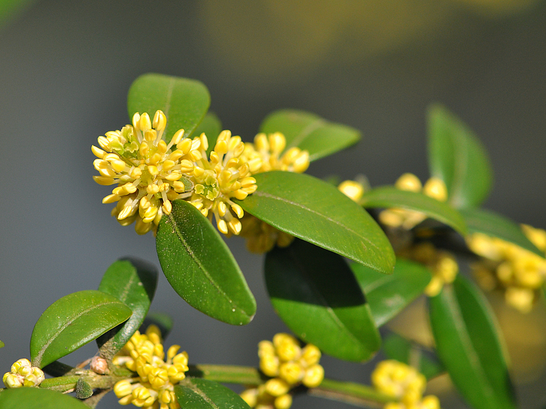 Buxus sempervirens