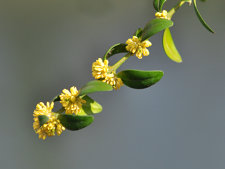 Buxus sempervirens