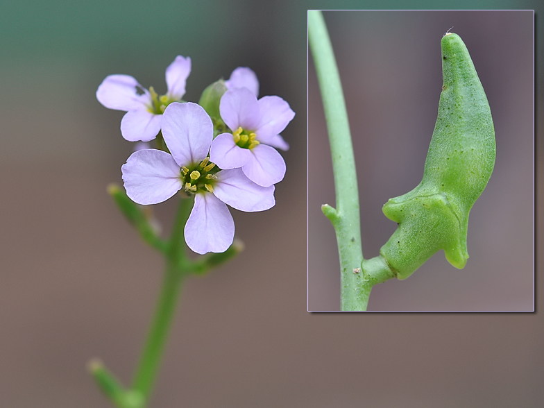 Cakile maritima