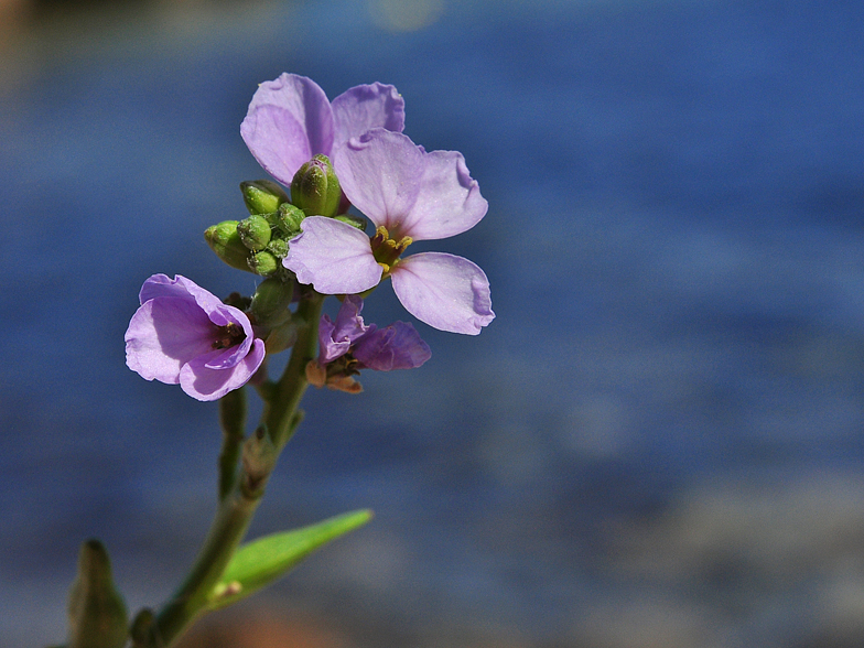 Cakile maritima