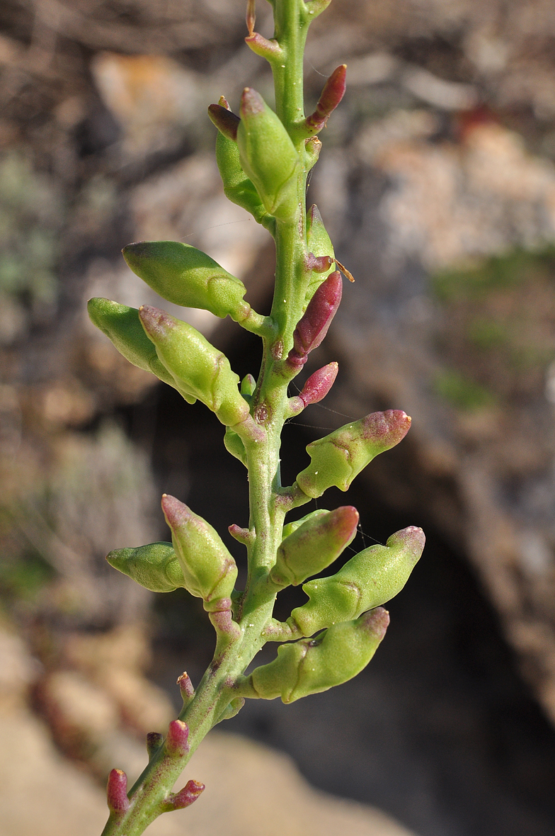 Cakile maritima