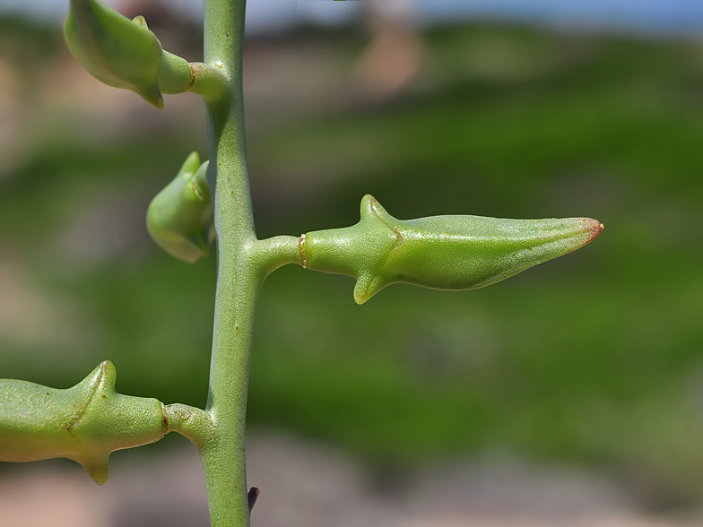 Cakile maritima