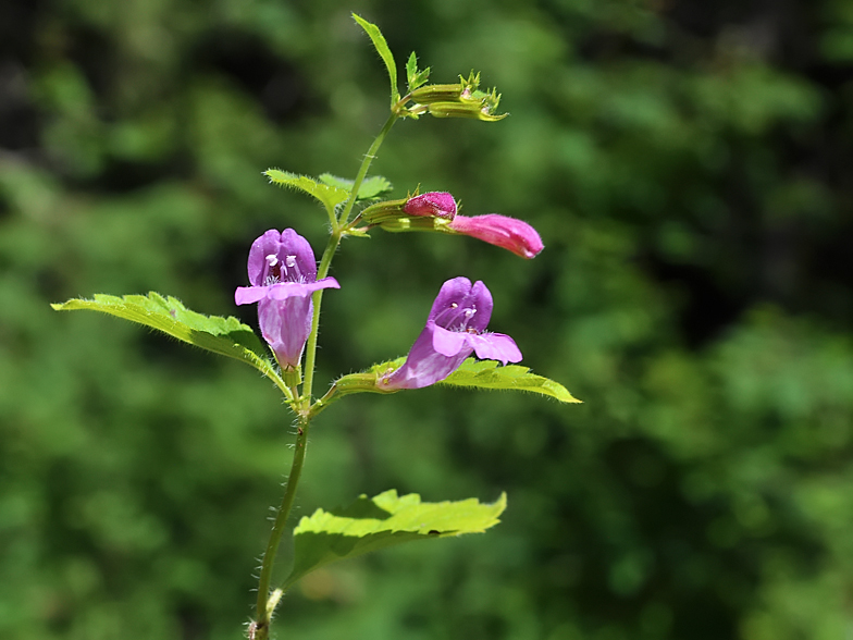 Calamintha grandiflora