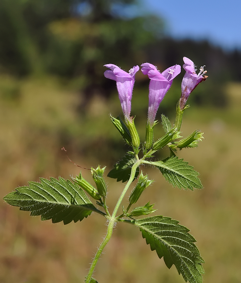 Calamintha grandiflora