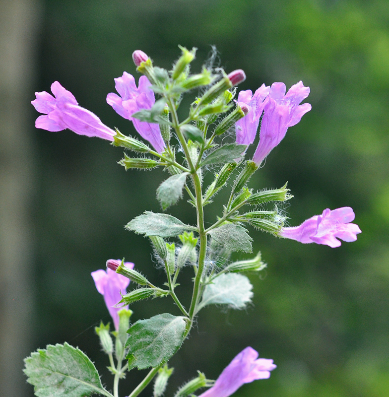 Calamintha grandiflora