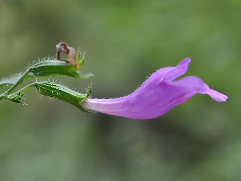 Calamintha grandiflora