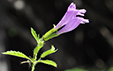 Calamintha grandiflora