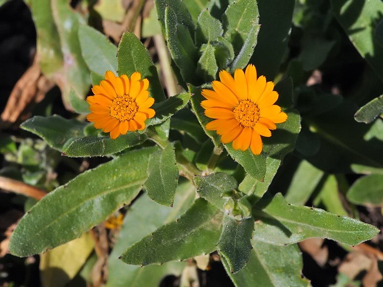 Calendula arvensis