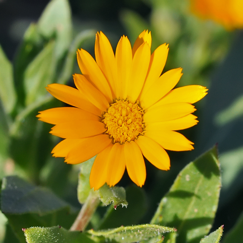 Calendula arvensis