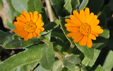 Calendula arvensis