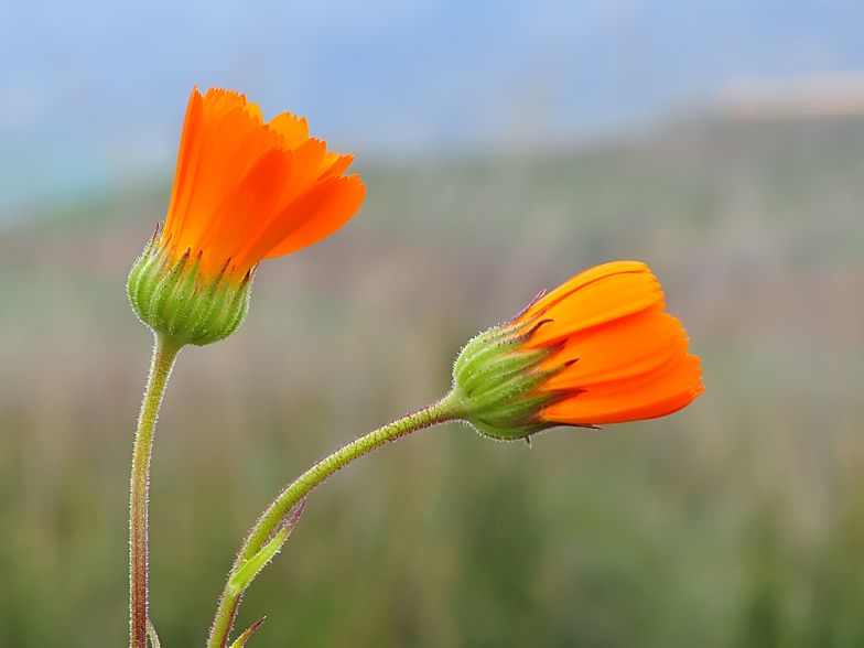 Calendula suffruticosa