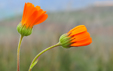 Calendula suffruticosa