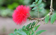 Calliandra haematocephala