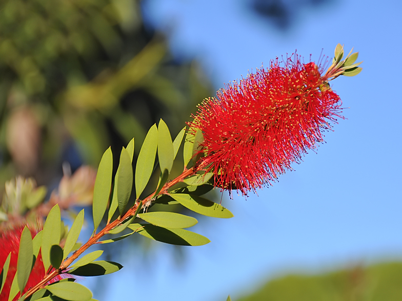 Callistemon viminalis