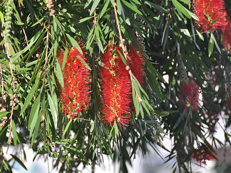 Callistemon viminalis