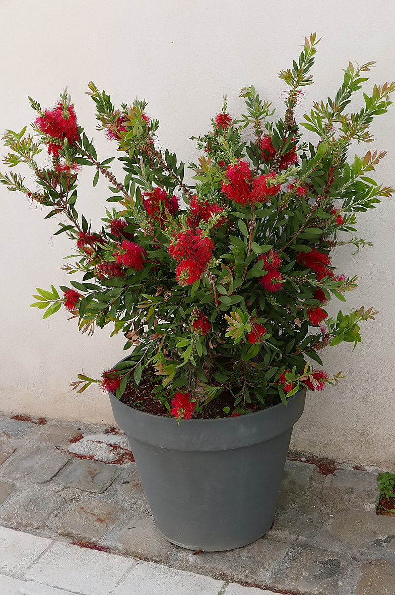 Callistemon viminalis