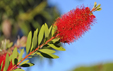 Callistemon viminalis